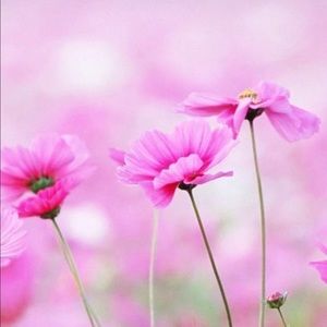 Meet your Posher, Linda